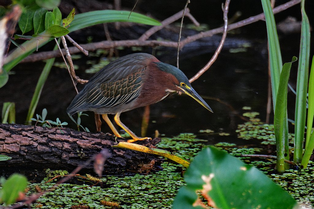 Heron, Green, 2015-01140420 Everglades NP, FL.JPG - Green Heron. Shark Valley, Everglades National Park, FL, 1-14-2015